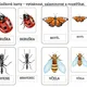 Hmyz aneb co kolem nás léta,bzučí a leze?🐝🐜 6