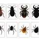 Hmyz aneb co kolem nás léta,bzučí a leze?🐝🐜 7