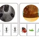 Hmyz aneb co kolem nás léta,bzučí a leze?🐝🐜 11