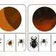 Hmyz aneb co kolem nás léta,bzučí a leze?🐝🐜 9