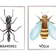 Hmyz aneb co kolem nás léta,bzučí a leze?🐝🐜 2