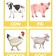 Flashcards- Animals 3