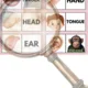 Monkey dominoes (Parts od the body) 3