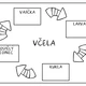 VČELA - vývojový cyklus 5
