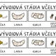 VČELA - vývojový cyklus 6