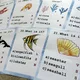 Obrázkový kvíz - Sea Animals 2