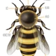 Včelka Amálka 🐝 2