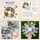Velká sada - Čeští motýli | pexeso | hmyz | motýli | Bingo | 4