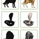 Exotická zvířátka – dvojice stínů 🦒🦜🐘 3