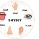 Lidské smysly 4