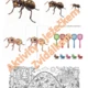 ZÁBAVNÉ AKTIVITY S MRAVENCI 2