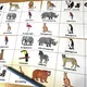 Velká sada - Wild Animals 3