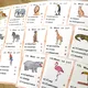 Picture quiz - Wild Animals 2