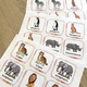 Pexeso - Wild Animals 8