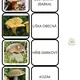 Houby - jedlé, nejedlé, jedovaté 2