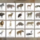 Zvířata africké savany 5