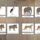 Zvířata africké savany 6