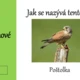 Riskuj! ekosystém pole 4