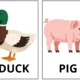 Flash cards 7