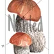 HOUBY - poklad lesa 🍄 4