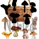 HOUBY - poklad lesa 2 🍄🍄 3