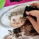 Podzimní aktivity s ježečkem Zvídálkem 4