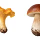 🍄 Houby – skládání podle předlohy | 16 předloh 3