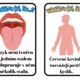 🔍 VĚDĚL/A JSI, ŽE…? – 50 ZAJÍMAVOSTÍ PRO ZVÍDAVÉ DĚTI 3
