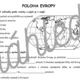 Poloha Evropy - Pracovní list 2