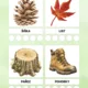 🍄🌲 MALÝ HOUBAŘ – OBJEVUJEME LES BEZPEČNĚ 🌲🍄 5