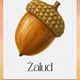 Demonstrační obrázky plody podzimu 2
