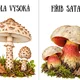 Pohybový chodníček - Houby 3