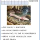 Obojživelníci pro 1. - 3.třídu 6