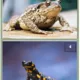 Obojživelníci pro 1. - 3.třídu 7