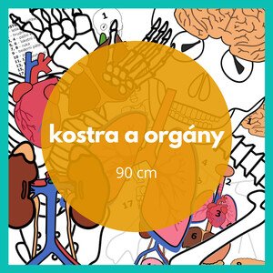 KOSTRA + ORGÁNY+ popisky + přehledové karty + pracovní listy