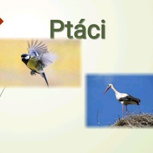 Ptáci