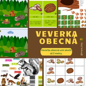Veverka obecná