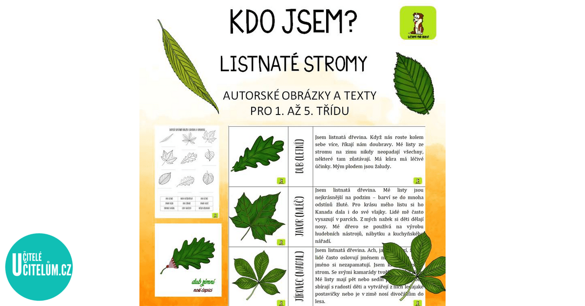 Listnate Stromy Druhy