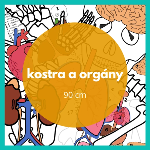 KOSTRA + ORGÁNY+ popisky + přehledové karty + pracovní listy