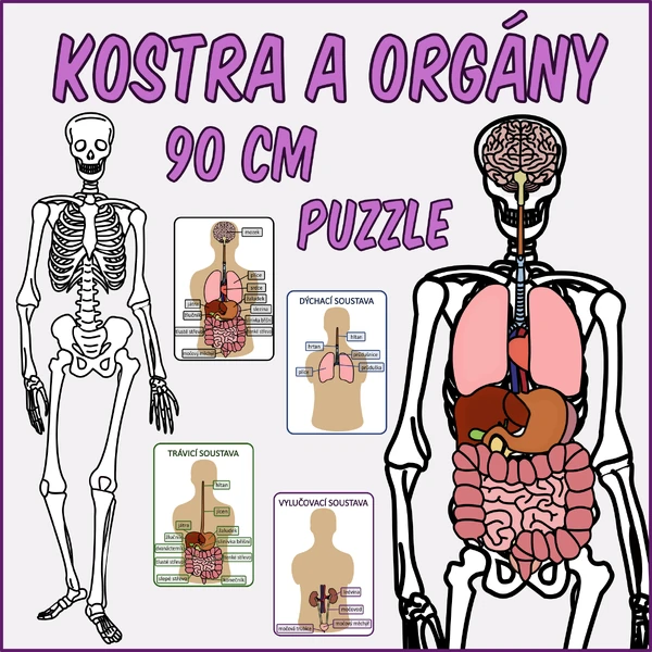 Kostra a orgány