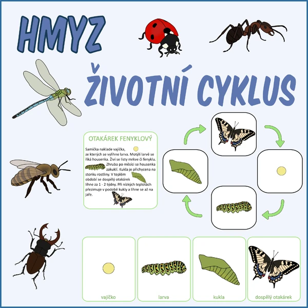 Životní cyklus - Hmyz