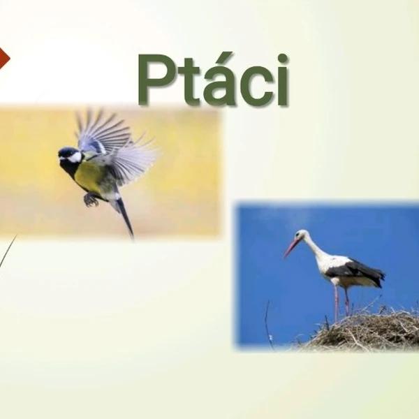 Ptáci