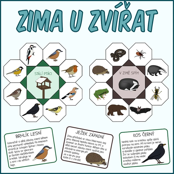 Zima u zvířat