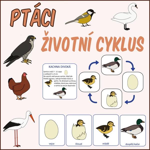 Ptáci - životní cyklus