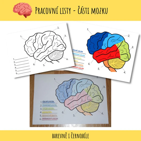 Části lidského mozku - pracovní listy