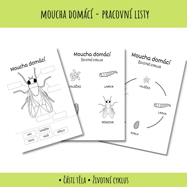 Moucha domácí - pracovní listy