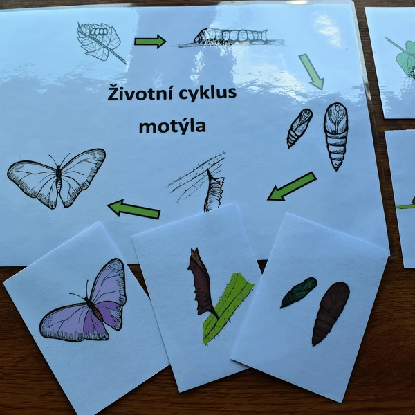 ŽIVOTNÍ CYKLY /motýl, žába, rostlina/