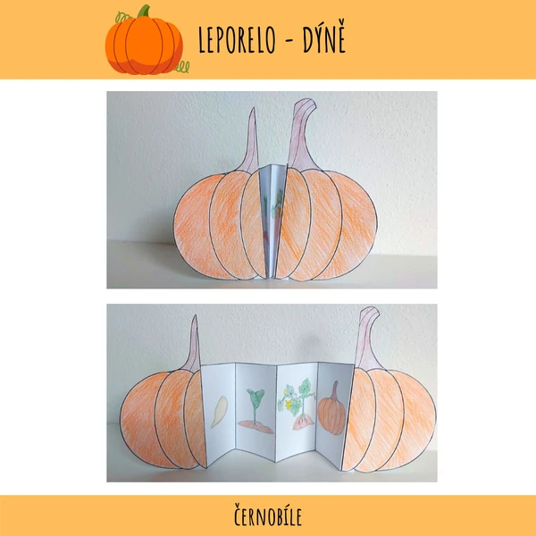 Leporelo - životní cyklus dýně