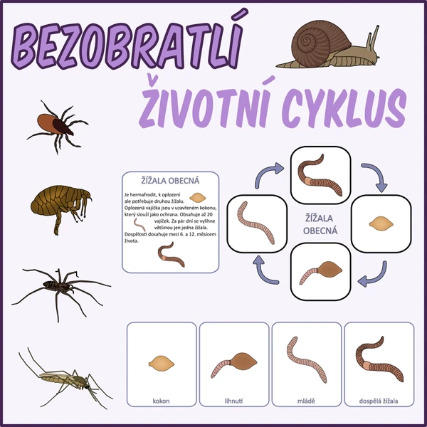 Životní cyklus - Bezobratlí