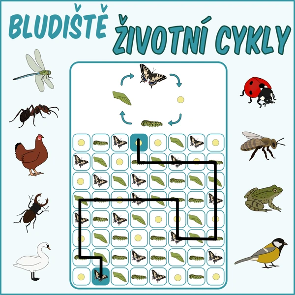 Životní cykly